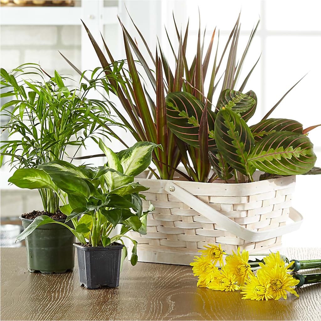 Florist Designed Blooming and Green Plants in a Basket – The Flower Shop For All Occasions, California MO