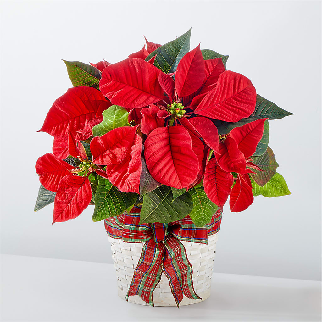 Happiest Holidays Poinsettia – The Flower Shop For All Occasions, California MO