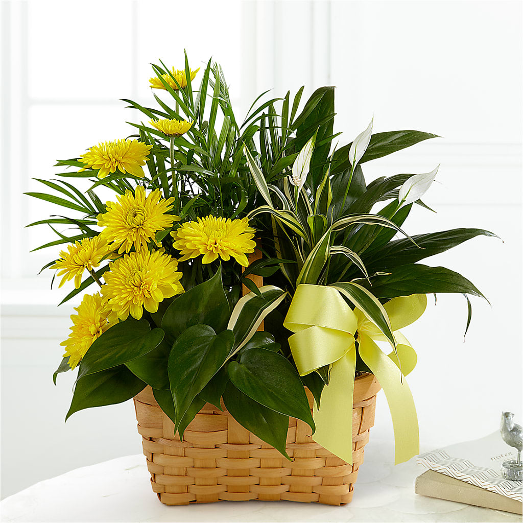 Loving Light Dishgarden – The Flower Shop For All Occasions, California MO