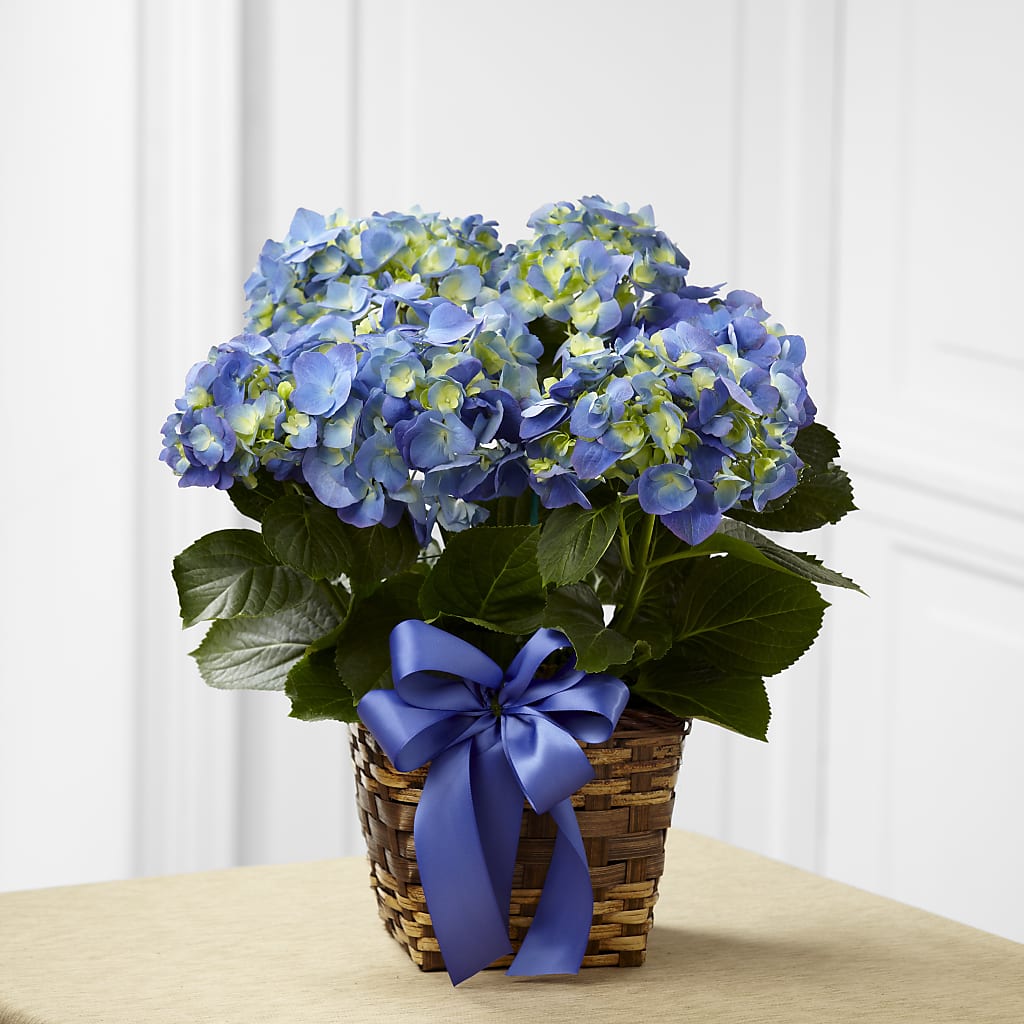Blue Hydrangea Planter – The Flower Shop For All Occasions, California MO