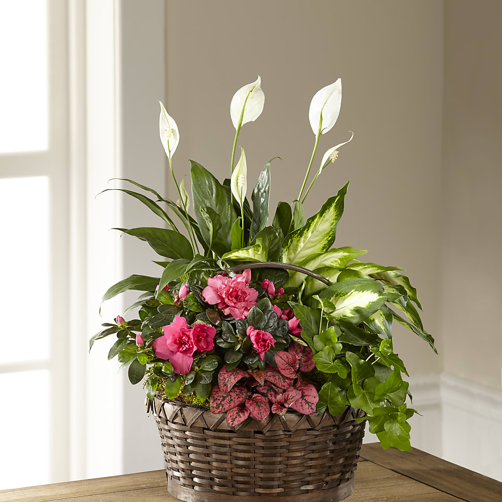 Dream in Pink Dishgarden – The Flower Shop For All Occasions, California MO