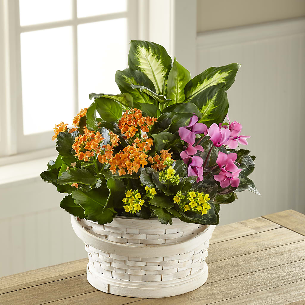 Color Crush Dishgarden – The Flower Shop For All Occasions, California MO