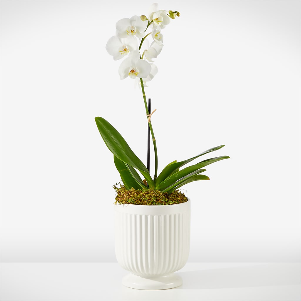 Whispering White Orchid – The Flower Shop For All Occasions, California MO