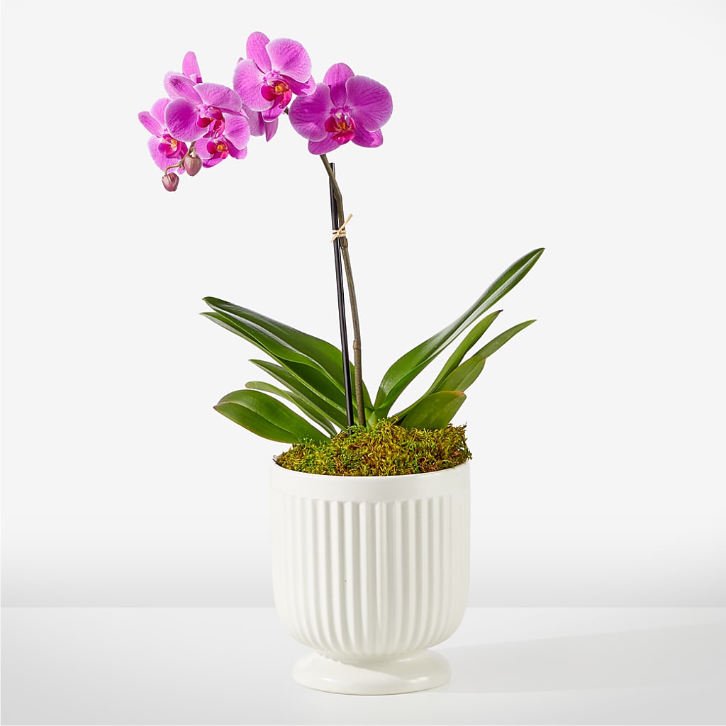 Friendly Fuchsia Orchid – The Flower Shop For All Occasions, California MO