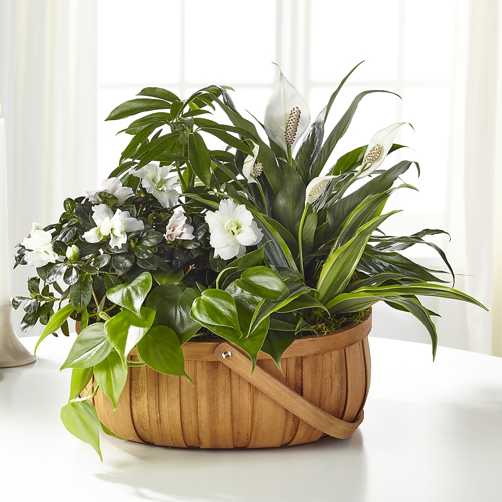 Serene Dishgarden – The Flower Shop For All Occasions, California MO