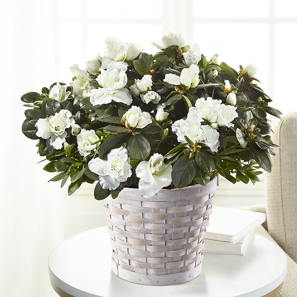White Azalea Plant – The Flower Shop For All Occasions, California MO