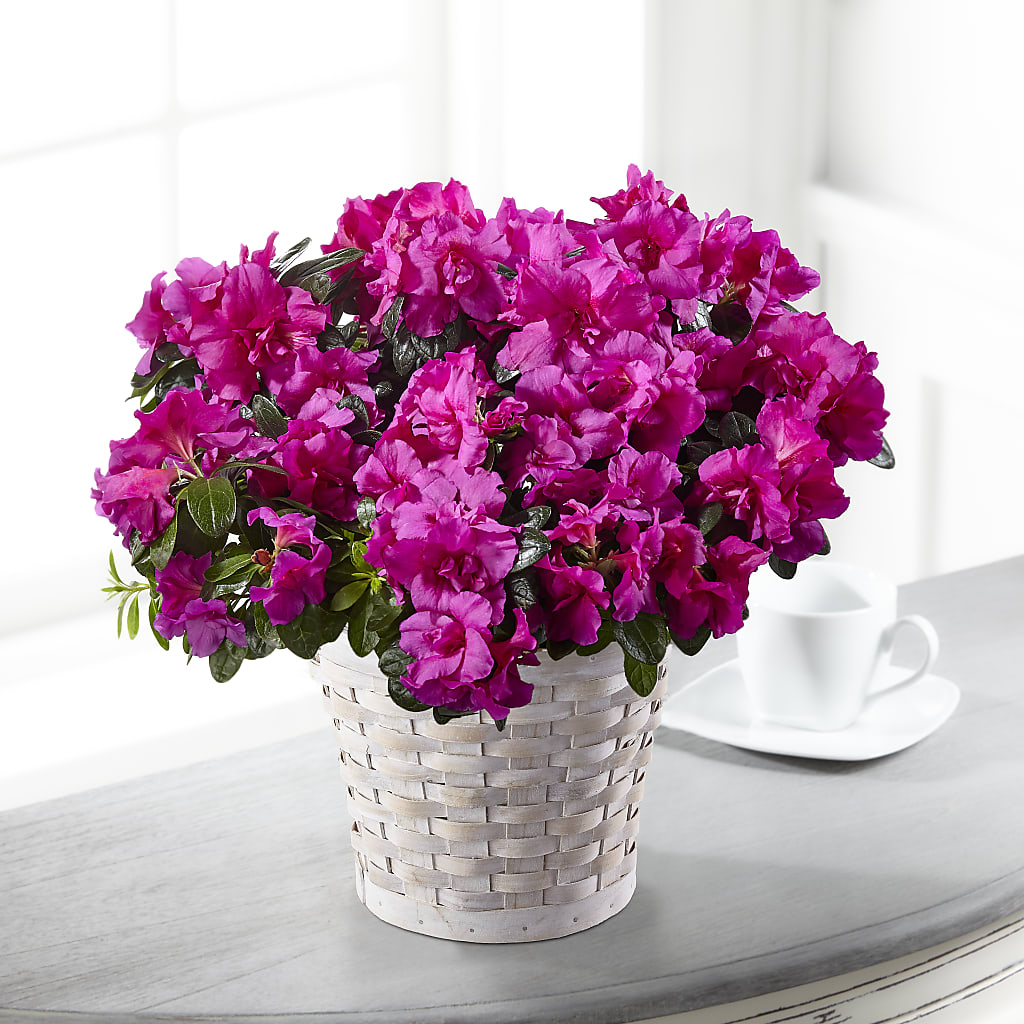 Hope & Serenity Azalea Plant – The Flower Shop For All Occasions, California MO