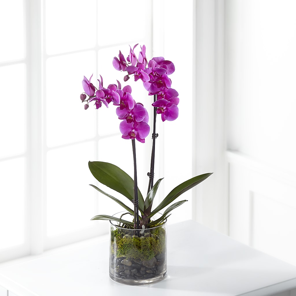 Pink Orchid Plant – The Flower Shop For All Occasions, California MO