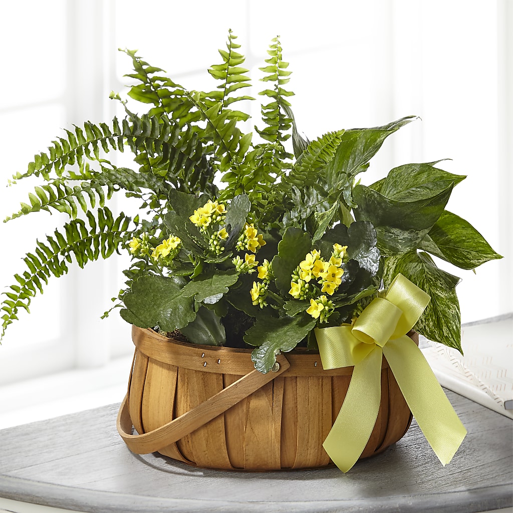 Always Dear Dishgarden – The Flower Shop For All Occasions, California MO