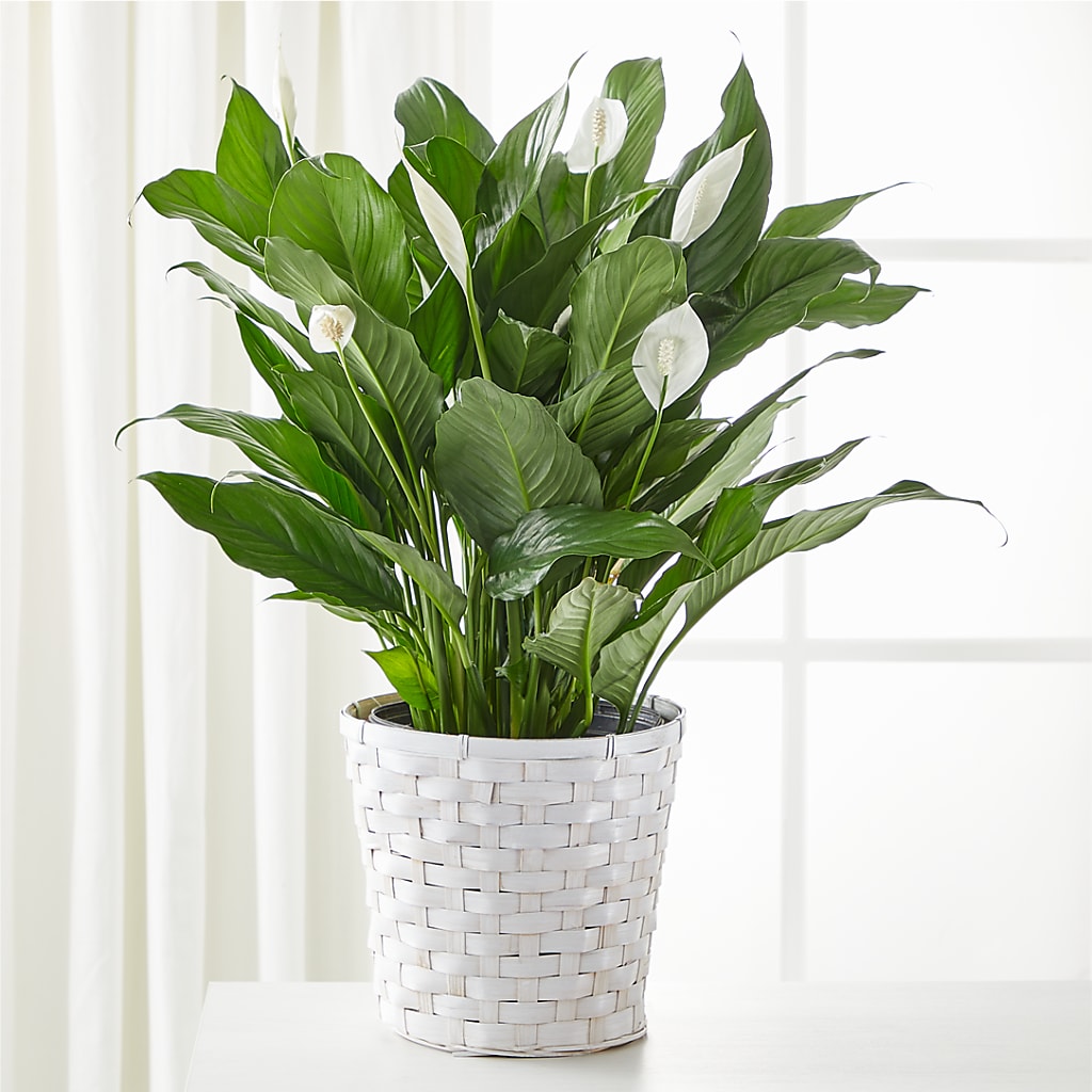 A New Leaf Peace Lily – The Flower Shop For All Occasions, California MO
