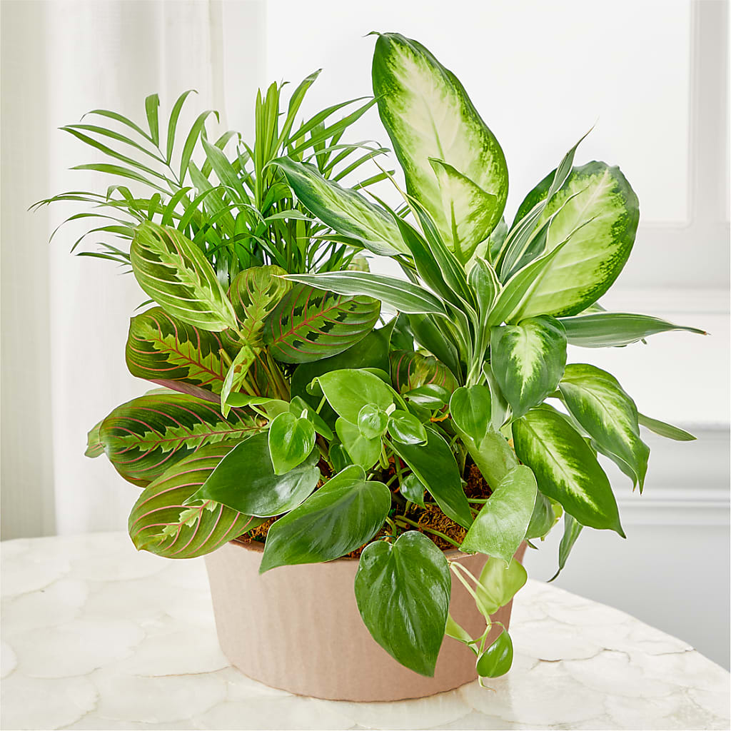 Balance & Harmony Dishgarden – The Flower Shop For All Occasions, California MO