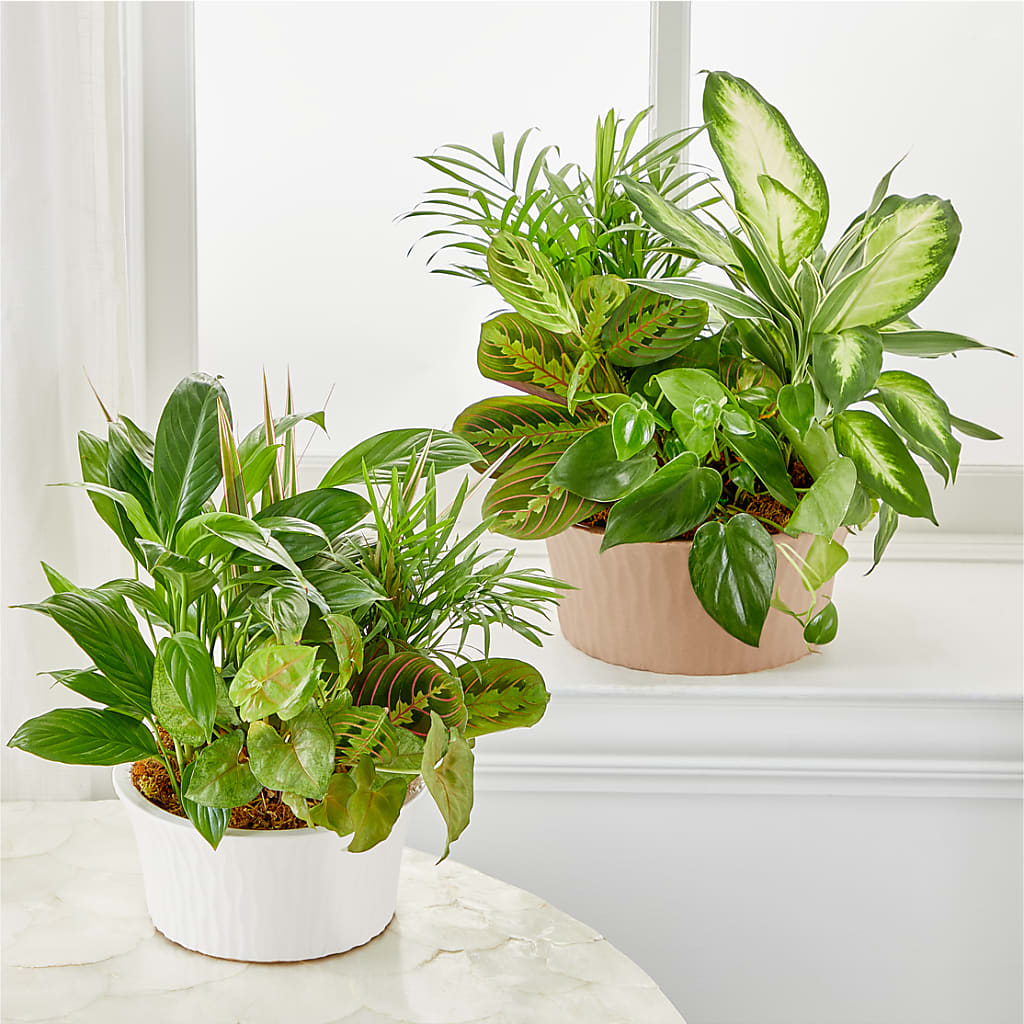 Balance & Harmony Dishgarden – The Flower Shop For All Occasions, California MO