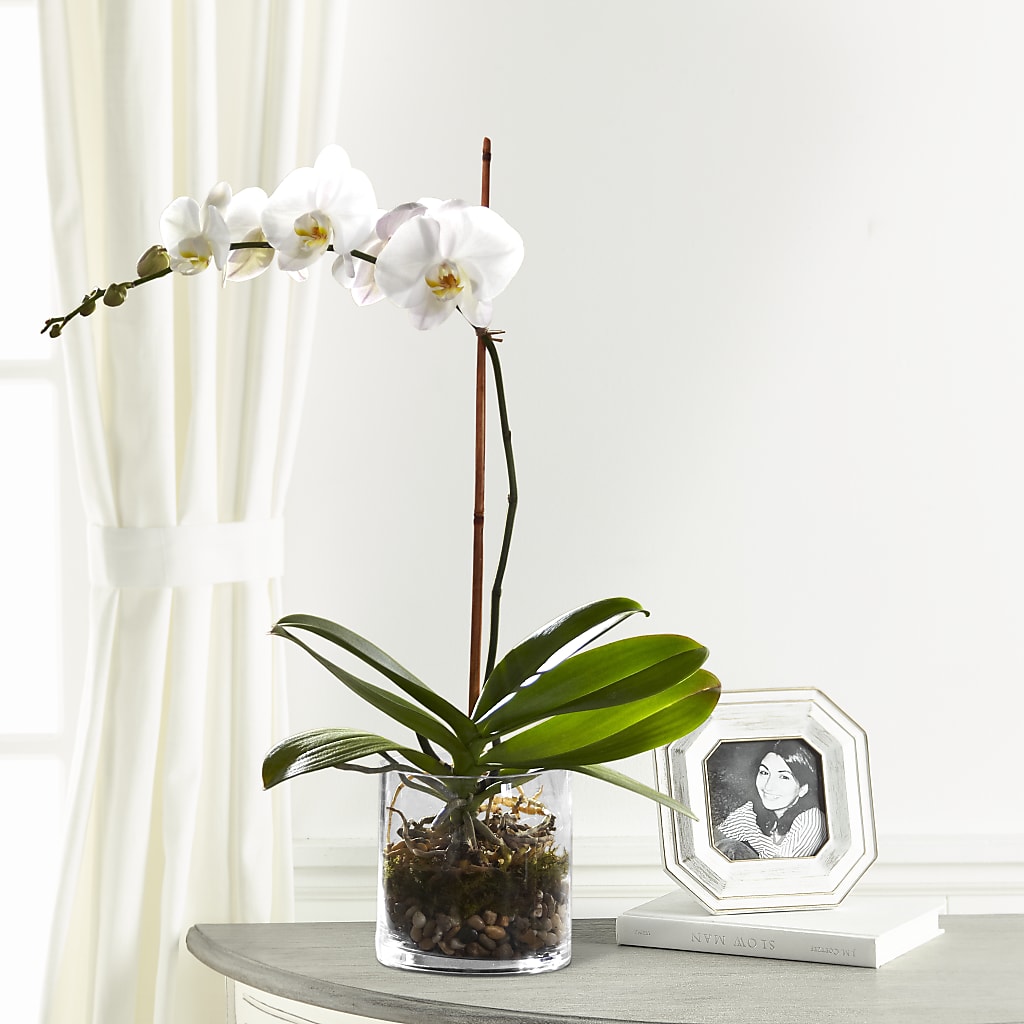 White Orchid Planter – The Flower Shop For All Occasions, California MO