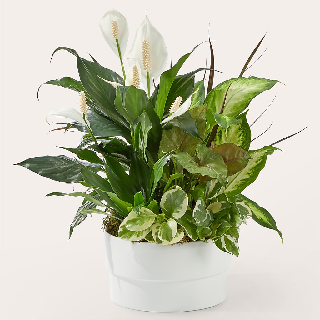 Radiating Positivity Dishgarden – The Flower Shop For All Occasions, California MO