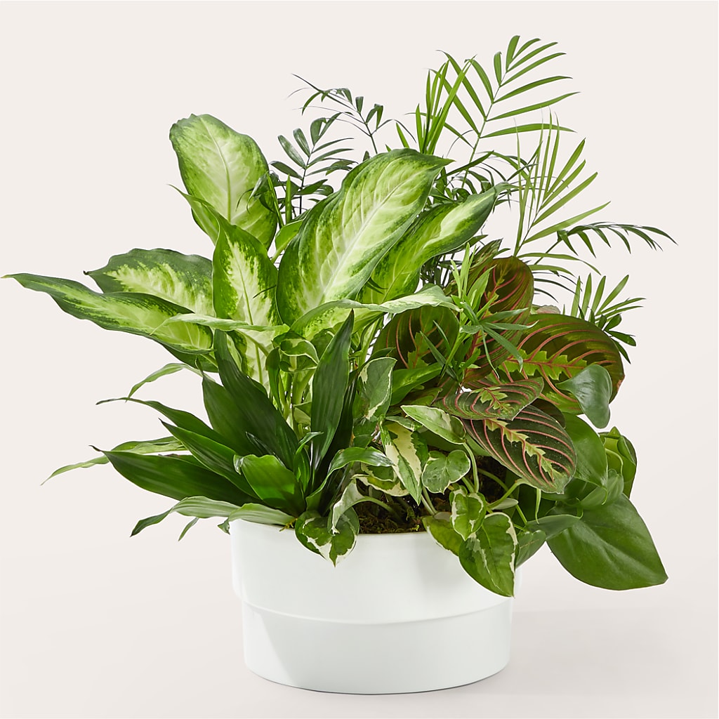 Radiating Positivity Dishgarden – The Flower Shop For All Occasions, California MO