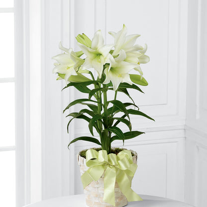 Easter Lily Plant –  The Flower Shop For All Occasions, California MO