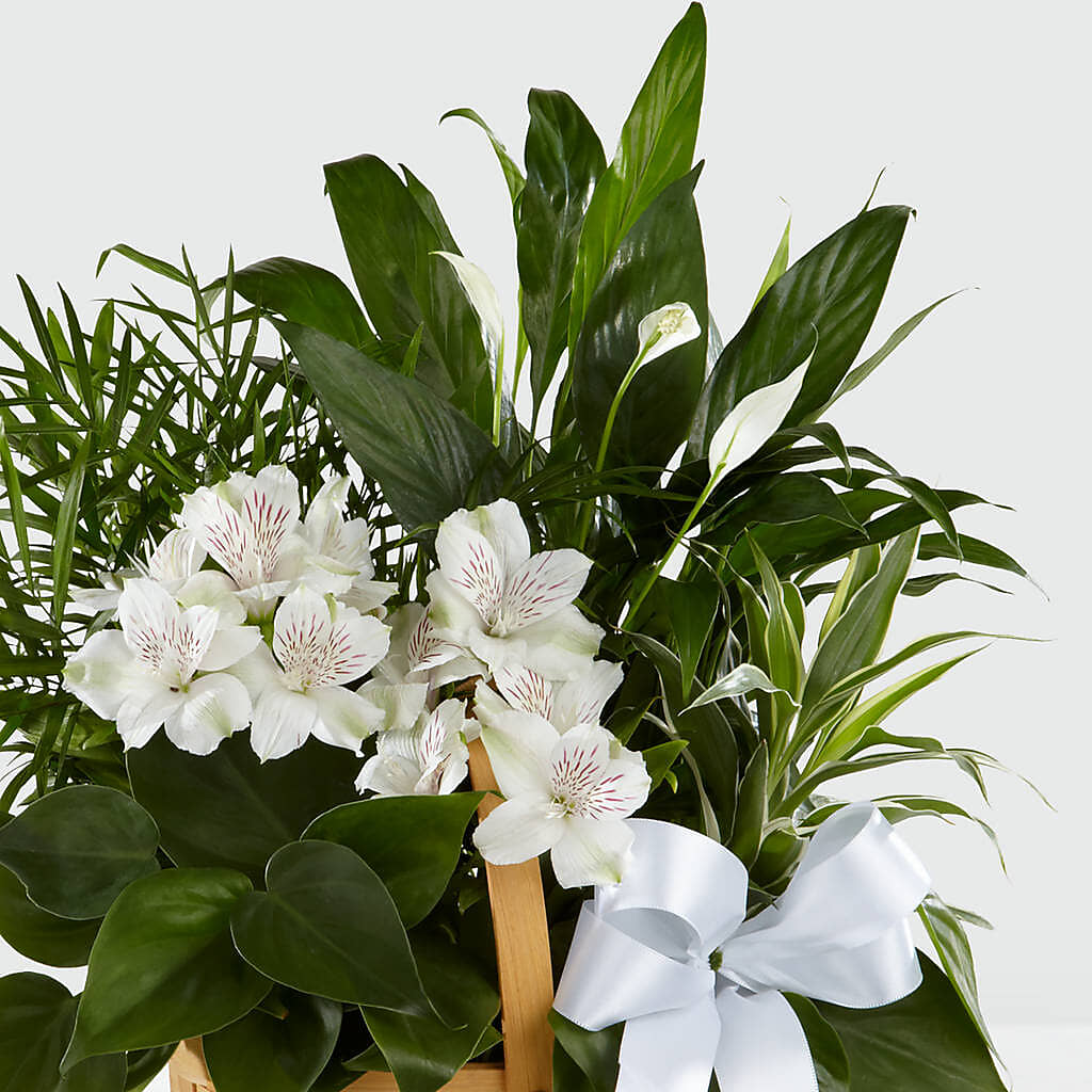 Peace & Serenity Dishgarden –  The Flower Shop For All Occasions, California MO