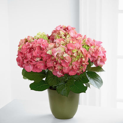 Pink Hydrangea Planter –  The Flower Shop For All Occasions, California MO