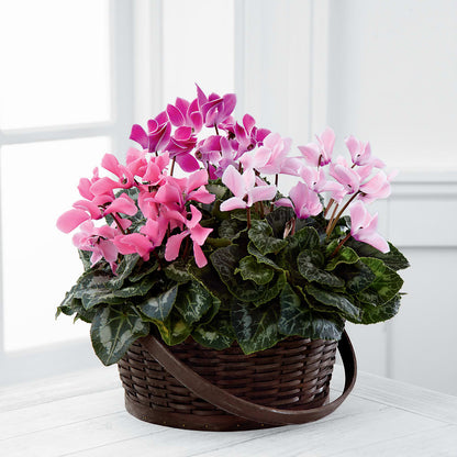 Mixed Cyclamen Planter –  The Flower Shop For All Occasions, California MO