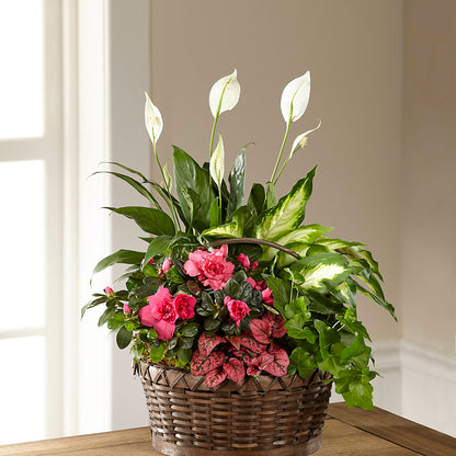 Dream in Pink Dishgarden –  The Flower Shop For All Occasions, California MO