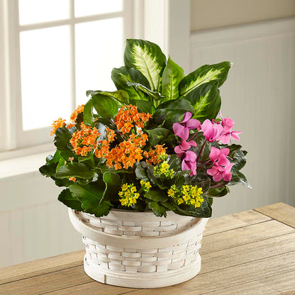 Color Crush Dishgarden –  The Flower Shop For All Occasions, California MO