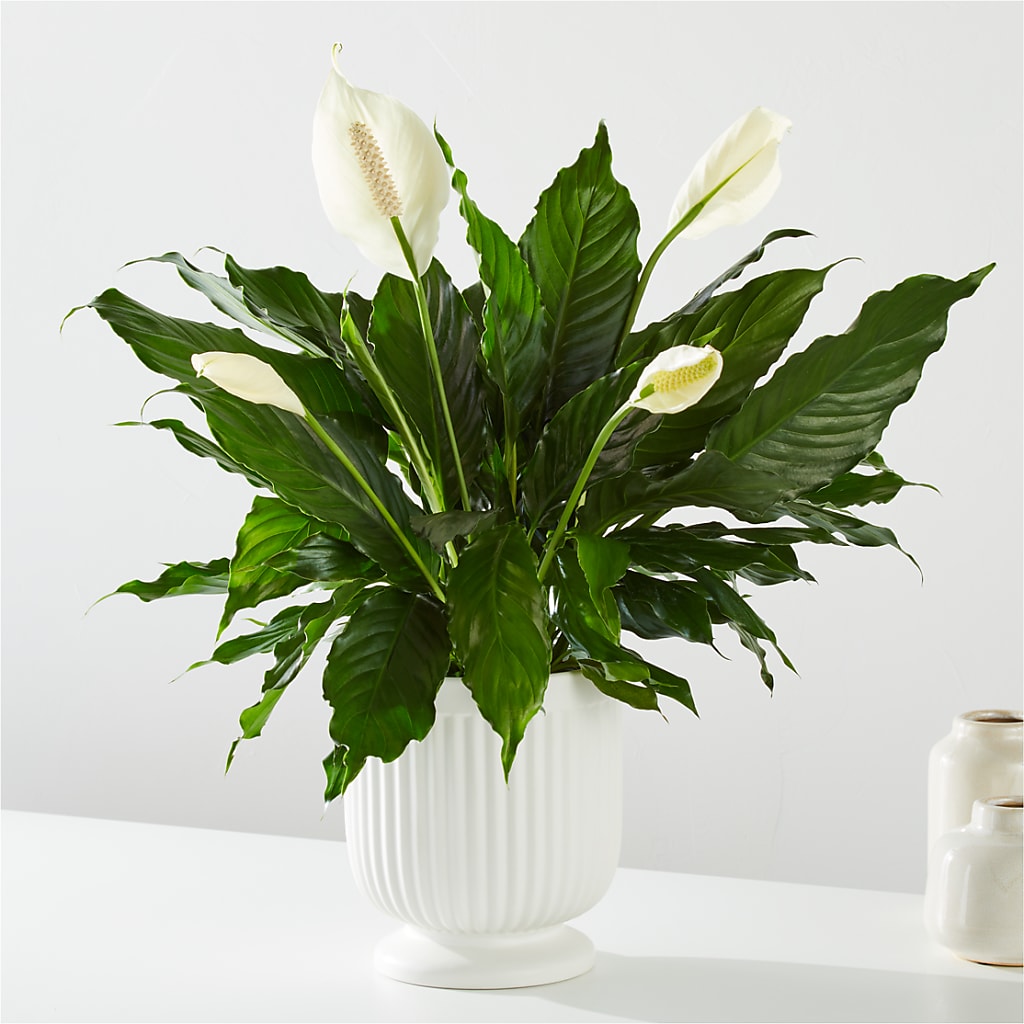 Comfort Planter –  The Flower Shop For All Occasions, California MO