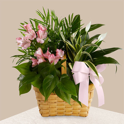 Living Spirit Dishgarden –  The Flower Shop For All Occasions, California MO