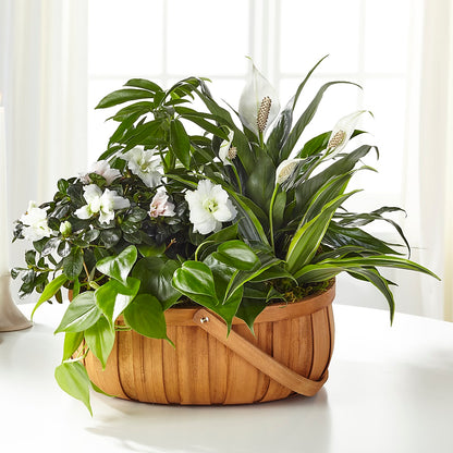 Serene Dishgarden –  The Flower Shop For All Occasions, California MO