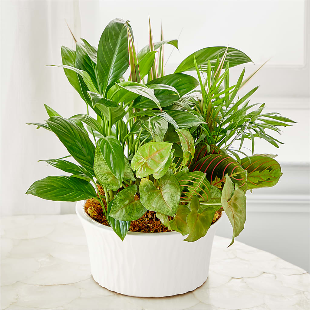 Balance & Harmony Dishgarden –  The Flower Shop For All Occasions, California MO