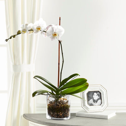 White Orchid Planter –  The Flower Shop For All Occasions, California MO